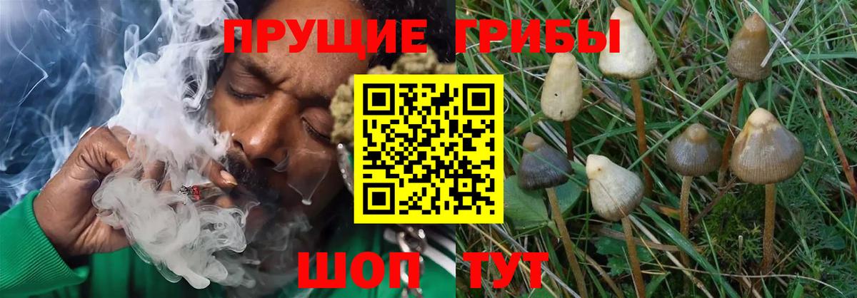 Псилоцибиновые грибы ЛСД Ковров